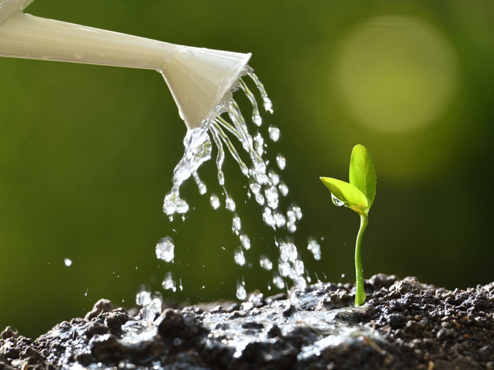 ex expa. Watered Small Plant Growing in Soil Outdoors Background - Studio Psiché